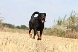 BEAUCERON 201